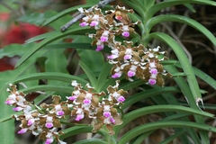 Vanda tessellata